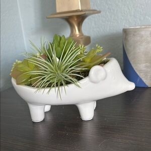 Hedge Hog Planter with Green Succulents